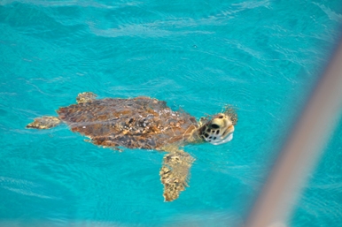 meisterstck_bordschildkrte